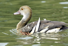Plumed whistling duck1044.jpg